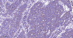 eIF3a Antibody in Immunohistochemistry (Paraffin) (IHC (P))