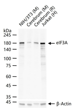 eIF3a Antibody in Western Blot (WB)