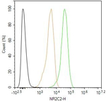 NR2C2 Antibody in Flow Cytometry (Flow)