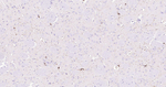Somatostatin Antibody in Immunohistochemistry (Paraffin) (IHC (P))