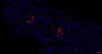Somatostatin Recombinant Rabbit Monoclonal Antibody (15C20)