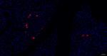 Somatostatin Antibody in Immunohistochemistry (Paraffin) (IHC (P))