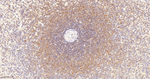SHIP1 Recombinant Rabbit Monoclonal Antibody (9H10)