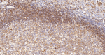 SHIP1 Antibody in Immunohistochemistry (Paraffin) (IHC (P))
