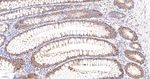 IQGAP2 Antibody in Immunohistochemistry (Paraffin) (IHC (P))