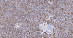 IQGAP2 Recombinant Rabbit Monoclonal Antibody (5C7)