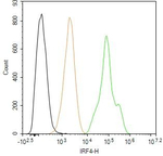 IRF4 Antibody in Flow Cytometry (Flow)