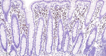 IRF4 Antibody in Immunohistochemistry (Paraffin) (IHC (P))