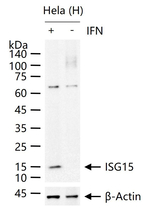 ISG15 Recombinant Rabbit Monoclonal Antibody (11G11)