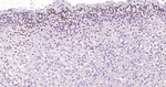 ISL1 Antibody in Immunohistochemistry (Paraffin) (IHC (P))