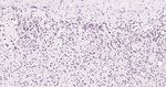 ISL1 Antibody in Immunohistochemistry (Paraffin) (IHC (P))