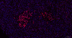 ISL1 Antibody in Immunohistochemistry (Paraffin) (IHC (P))