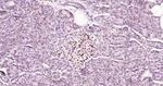 ISL1 Antibody in Immunohistochemistry (Paraffin) (IHC (P))