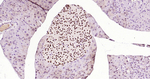 ISL1 Antibody in Immunohistochemistry (Paraffin) (IHC (P))
