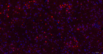 ISL1 Antibody in Immunohistochemistry (Paraffin) (IHC (P))