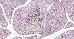 ISL1 Antibody in Immunohistochemistry (Paraffin) (IHC (P))