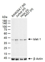 ISL1 Antibody in Western Blot (WB)