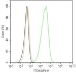 ITCH Antibody in Flow Cytometry (Flow)