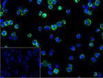 ITCH Recombinant Rabbit Monoclonal Antibody (12A12)