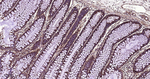 SYPL1 Antibody in Immunohistochemistry (Paraffin) (IHC (P))