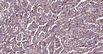 SYPL1 Antibody in Immunohistochemistry (Paraffin) (IHC (P))