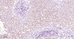 Phospho-4EBP1/2/3 (Thr46, Thr46, Thr32) Antibody in Immunohistochemistry (Paraffin) (IHC (P))
