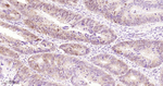 Phospho-4EBP1/2/3 (Thr46, Thr46, Thr32) Antibody in Immunohistochemistry (Paraffin) (IHC (P))