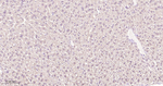 Phospho-4EBP1/2/3 (Thr46, Thr46, Thr32) Antibody in Immunohistochemistry (Paraffin) (IHC (P))