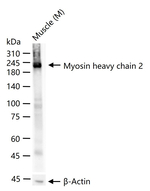 MYH2 Antibody in Western Blot (WB)