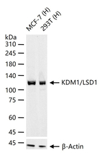 LSD1 Recombinant Rabbit Monoclonal Antibody (1A9)