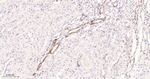 Phospho-PKA alpha/beta/gamma (Thr197) Antibody in Immunohistochemistry (Paraffin) (IHC (P))