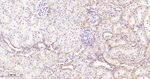 Phospho-PKA alpha/beta/gamma (Thr197) Antibody in Immunohistochemistry (Paraffin) (IHC (P))