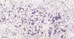 Phospho-PKA alpha/beta/gamma (Thr197) Recombinant Rabbit Monoclonal Antibody (5B5)