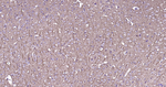 Phospho-MAP2 (Ser136) Antibody in Immunohistochemistry (Paraffin) (IHC (P))