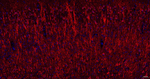 Phospho-MAP2 (Ser136) Antibody in Immunohistochemistry (Paraffin) (IHC (P))