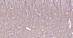 Phospho-MAP2 (Ser136) Antibody in Immunohistochemistry (Paraffin) (IHC (P))