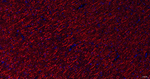 Phospho-MAP2 (Ser136) Antibody in Immunohistochemistry (Paraffin) (IHC (P))