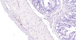Phospho-MAP2 (Ser136) Antibody in Immunohistochemistry (Paraffin) (IHC (P))