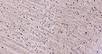 Phospho-MAP2 (Ser136) Antibody in Immunohistochemistry (Paraffin) (IHC (P))