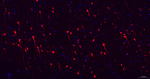 Phospho-MAP2 (Ser136) Recombinant Rabbit Monoclonal Antibody (19F17)
