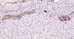 Phospho-MAP2 (Ser136) Antibody in Immunohistochemistry (Paraffin) (IHC (P))