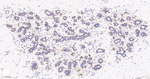 CALM Antibody in Immunohistochemistry (Paraffin) (IHC (P))