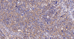 CALM Recombinant Rabbit Monoclonal Antibody (9H3)