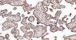 CALM Antibody in Immunohistochemistry (Paraffin) (IHC (P))
