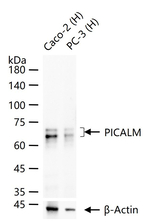 CALM Antibody in Western Blot (WB)