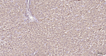 LDHA Antibody in Immunohistochemistry (Paraffin) (IHC (P))