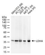 LDHA Antibody in Western Blot (WB)