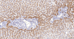 ERp72 Antibody in Immunohistochemistry (Paraffin) (IHC (P))
