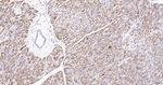 ERp72 Antibody in Immunohistochemistry (Paraffin) (IHC (P))