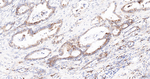 ERp72 Antibody in Immunohistochemistry (Paraffin) (IHC (P))